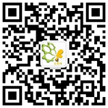 金蜜蜂微信